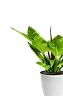 Garden Pots & Planters