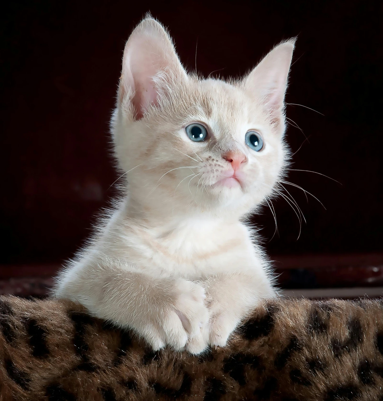 Cat Food