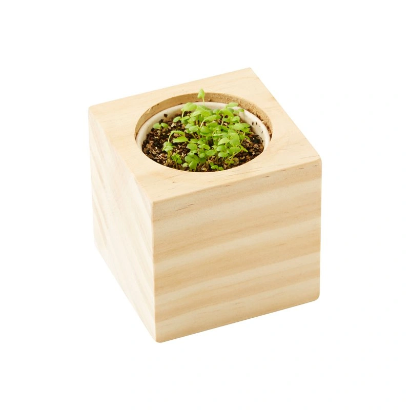 Eco Cube Herb Mix Wild Rose