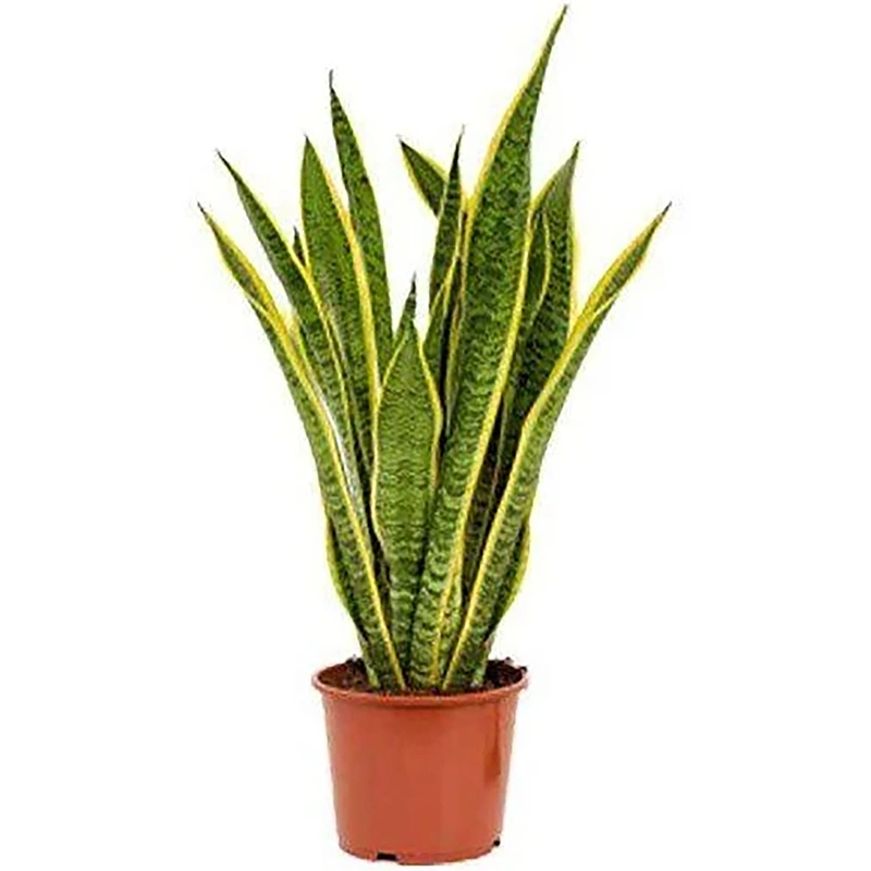 Brook Floras Snake Plant Small 10 Cm | Wholesale | Tradeling